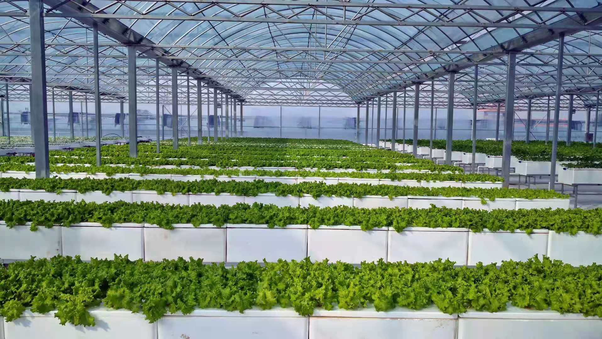 浅谈玻璃温室大棚中无土栽培技术的应用（二）